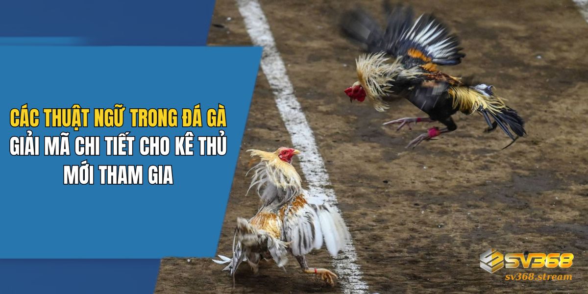 Các Thuật Ngữ Trong Đá Gà: Giải Mã Chi Tiết Cho Kê Thủ Mới Tham Gia