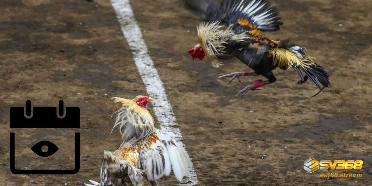 Tại sao nên xem ngày đá gà?